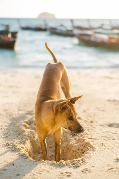 dog digging sand on the beach in Koh Lipe,Thailand