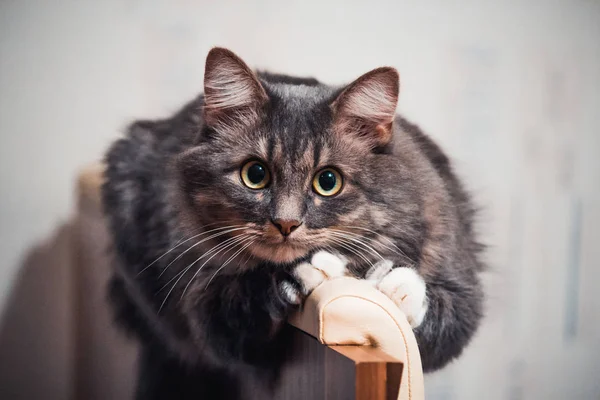 Cat on the bed — Stock Photo, Image