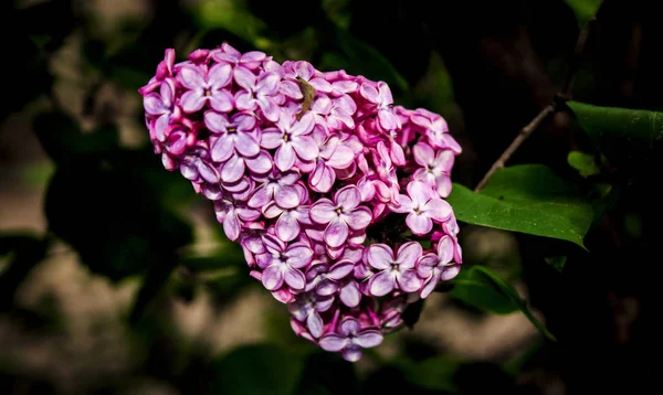 Piękny bukiet bzu zbliżenie. Kwiat liliowy Bush. Liliowe kwiaty w ogrodzie. — Zdjęcie stockowe
