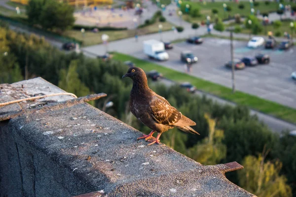 Çatıdaki güvercinler — Stok fotoğraf