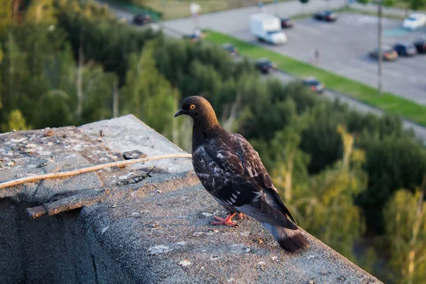 Çatıdaki güvercinler — Stok fotoğraf