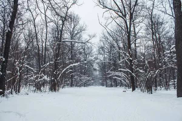 Χειμώνας δάσος σε μια συννεφιασμένη μέρα χιονιού — Φωτογραφία Αρχείου