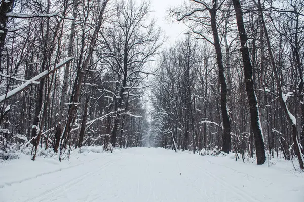 Bir bulutlu gün kar ormanında kış — Stok fotoğraf
