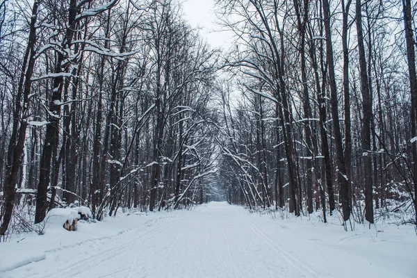 Χειμώνας δάσος σε μια συννεφιασμένη μέρα χιονιού — Φωτογραφία Αρχείου