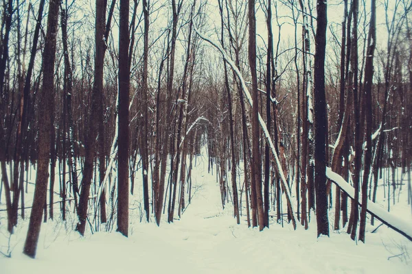 Winterwald in einem bewölkten Tag Schnee — Stockfoto