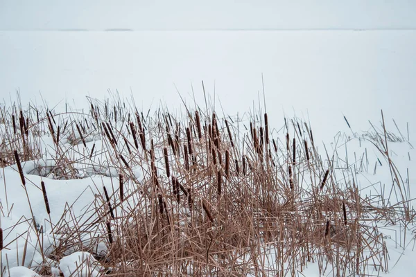 Καλάμια στο χιόνι στην όχθη ενός ποταμού κατεψυγμένα — Φωτογραφία Αρχείου