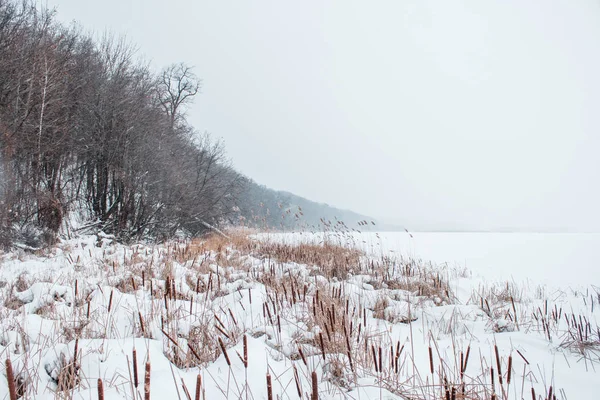 Frozen River in the snow with a view of the coast from reeds — Stock Photo, Image