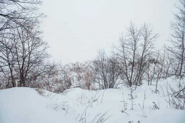 Nehir sazlık sahilinden görünümü ile karda donmuş — Stok fotoğraf