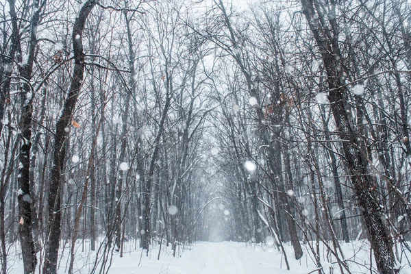 Bir bulutlu gün kar ormanında kış — Stok fotoğraf