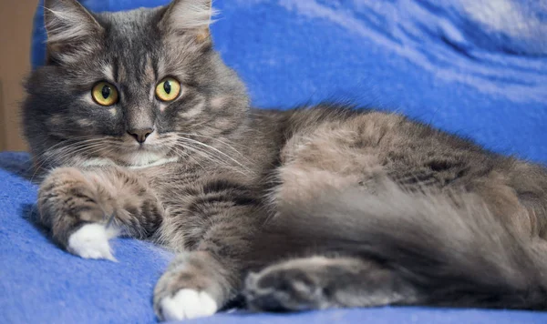 Beau chat persan couché sur le lit gros plan — Photo