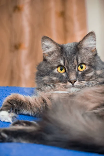 Beau chat persan couché sur le lit gros plan — Photo