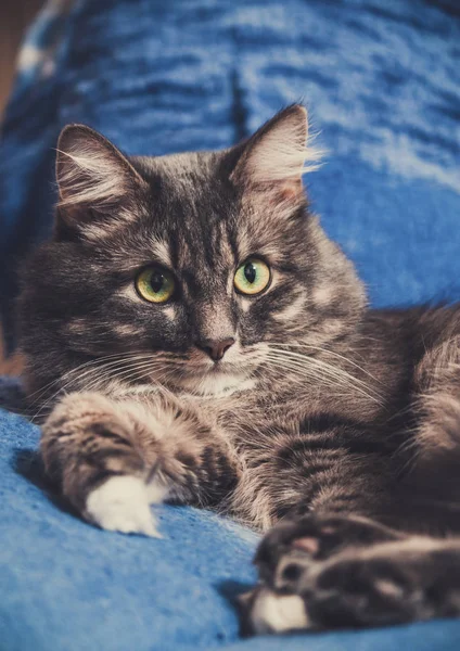 Hermoso gato persa acostado en la cama de cerca —  Fotos de Stock