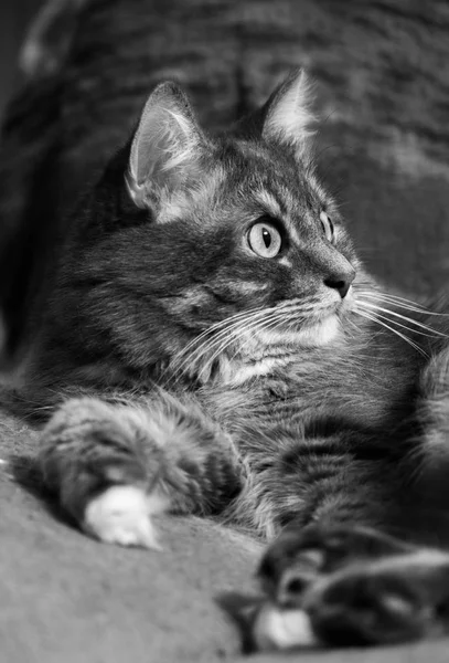 Beau chat persan couché sur le lit gros plan noir et blanc — Photo