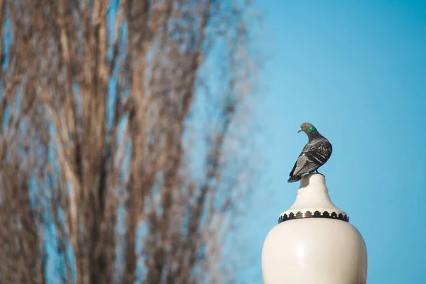 Bir elektrik direği bir açık gökyüzü arka plan güzel güvercin oturur — Stok fotoğraf