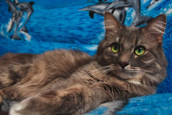 Chat aux yeux verts repose sur un divin sur un fond bleu . — Photo