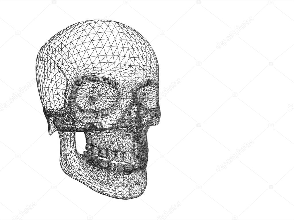 Structure of human skull in perceptive isolated 3D illustration