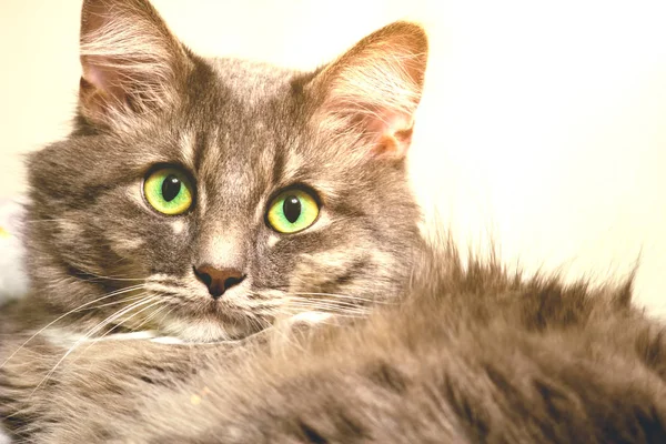 Maine Coon facing the camera, looking up at his master. — Stock Photo, Image