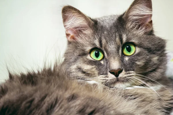 Maine Coon facing the camera, looking up at his master. — Stock Photo, Image