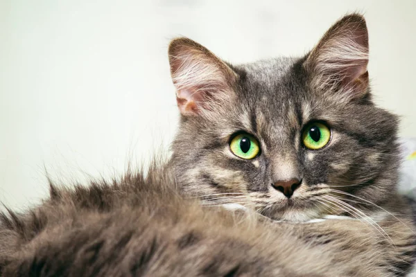 Retrato de Gato Florestal Norueguês, 1 ano e meio, sentado em frente ao fundo branco — Fotografia de Stock