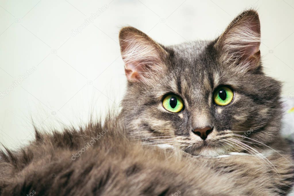 Portrait of Norwegian Forest Cat, 1 and a half years old, sitting in front of white background