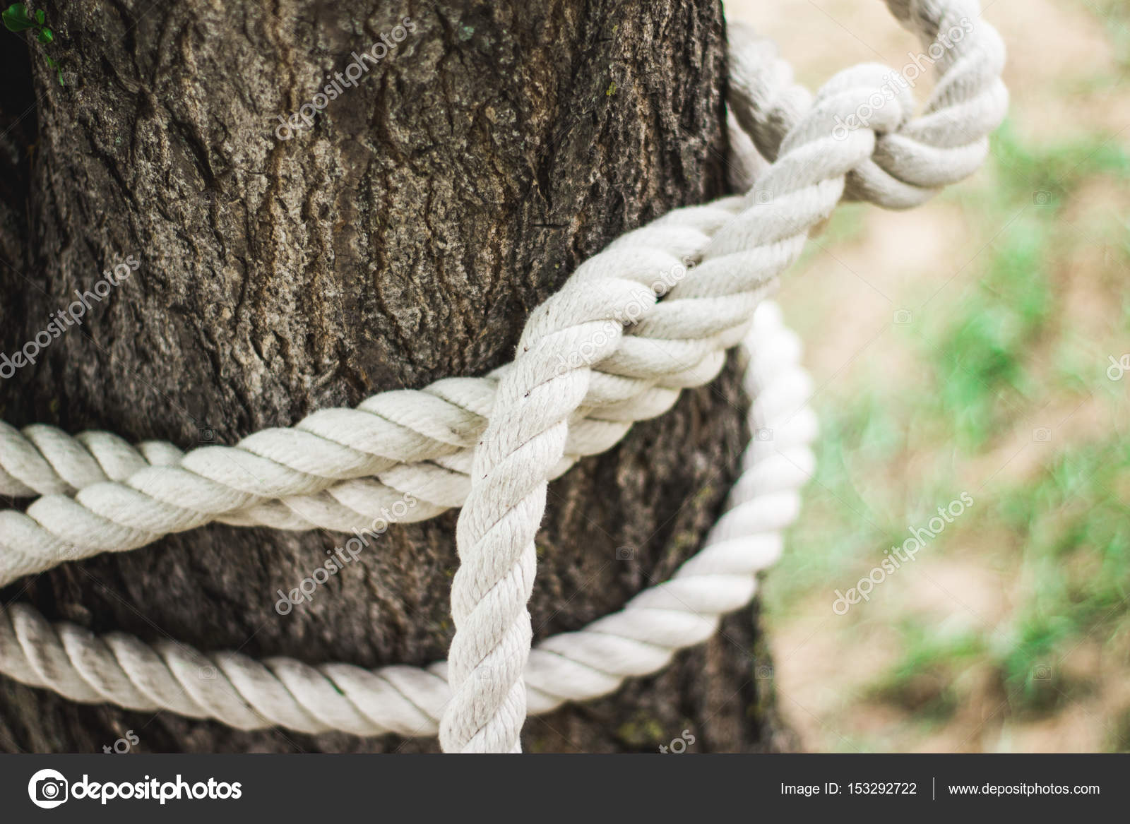 A rope with knot around tree trunk. Alpine rope knots in