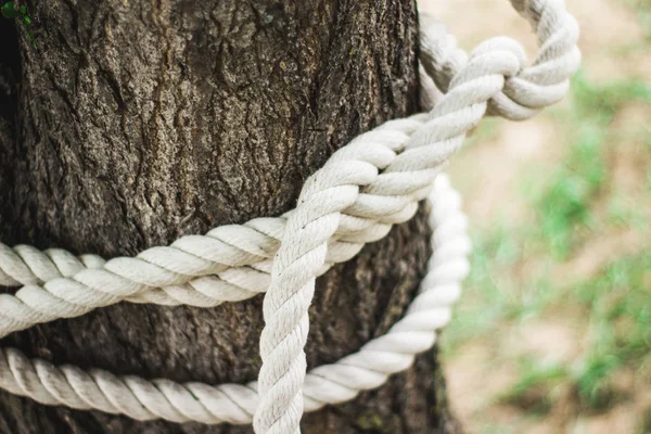 A rope with knot around tree trunk. Alpine rope knots in training camp.