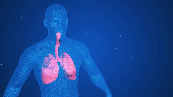 3D illustratie van longen - deel van de menselijke biologische. — Stockfoto