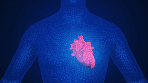 3d ilustración de un corazón humano en el cuerpo — Foto de Stock