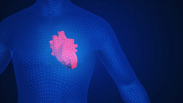 3d ilustración de un corazón humano en el cuerpo — Foto de Stock