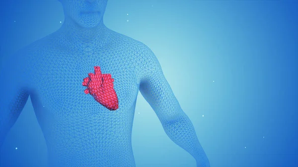 3d illustration of a human heart in the body — Stock Photo, Image