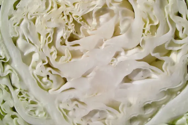 The texture of fresh cabbage in a cut — Stock Photo, Image