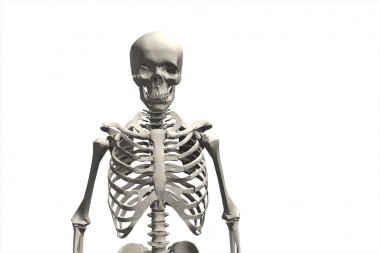 İnsan iskelet sistemi 3d çizim çizimi
