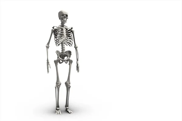 Illustration of a human skeletal system 3d illustration — Stock Photo, Image