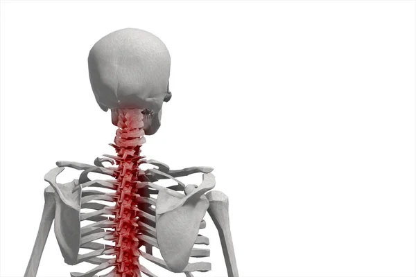 Lidské kostry, ilustrace páteře, bolesti zad, izolované na bílém pozadí 3d obrázek — Stock fotografie