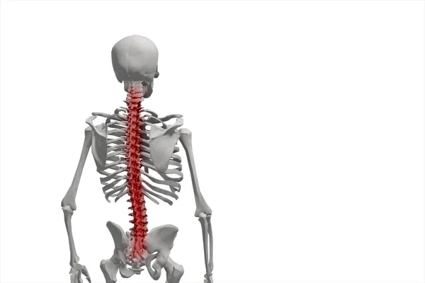 Menselijk skelet, illustratie van de rug, pijn in de onderrug geïsoleerd op een witte achtergrond 3d illustratie — Stockfoto