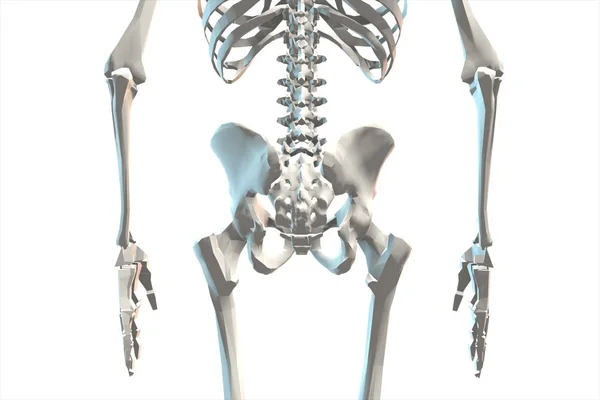 Illustration of a human skeletal system 3d illustration — Stock Photo, Image