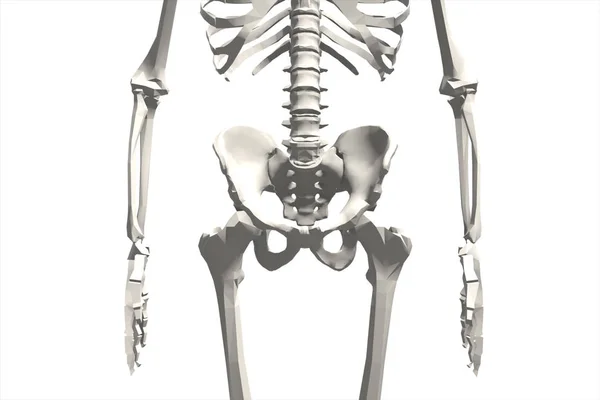 Illustration av en mänsklig skelettsystemet 3d illustration — Stockfoto