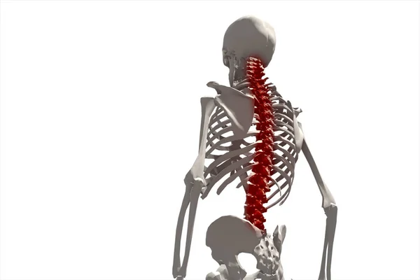 Esqueleto humano, ilustração da coluna vertebral, dor nas costas isolada no fundo branco ilustração 3d — Fotografia de Stock