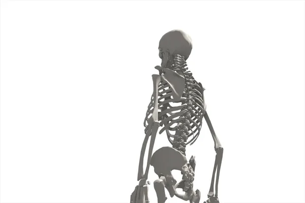 人間の骨格系の 3 d 図のイラスト — ストック写真