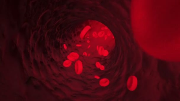 Cellule del sangue che viaggiano attraverso una vena. — Video Stock