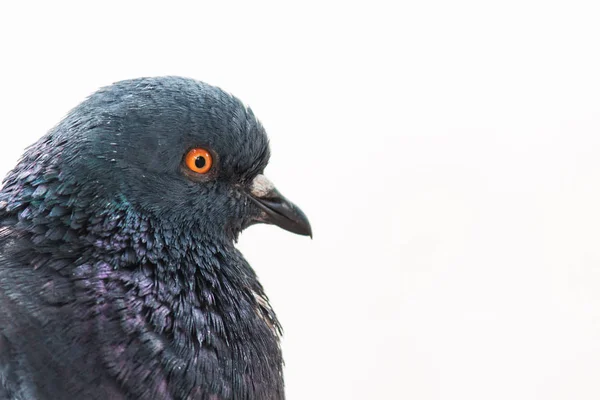 아름 다운 비둘기 태양에 가까이 — 스톡 사진