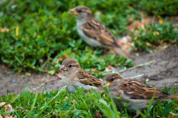 3 つの美しいスズメを食べる草の中 — ストック写真