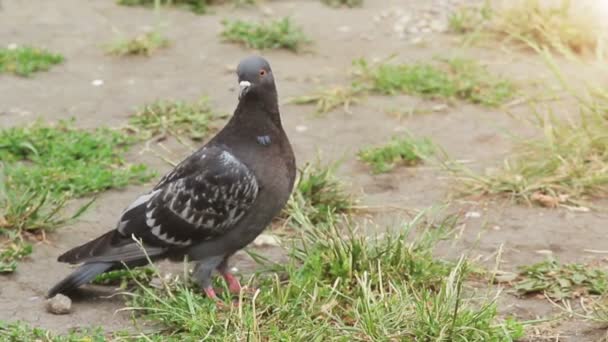 Portrait d'un pigeon voyageur, gros plan . — Video