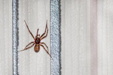 Örümcek Neosparassus duvarda. Avcı. Örümcekler korkusu-Arachnophobia. Kopyalama alanı