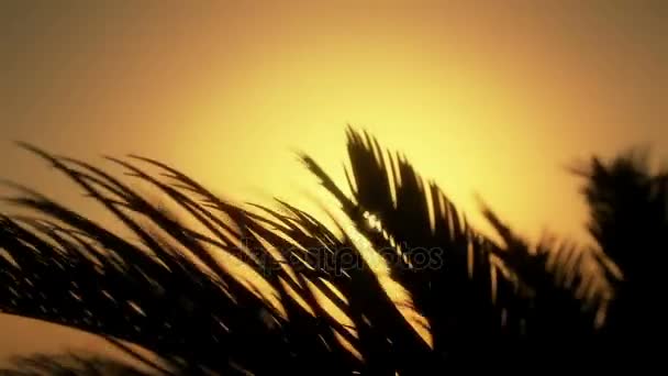 Il sole attraverso le foglie delle palme in una calda ombra, la scena tropicale — Video Stock