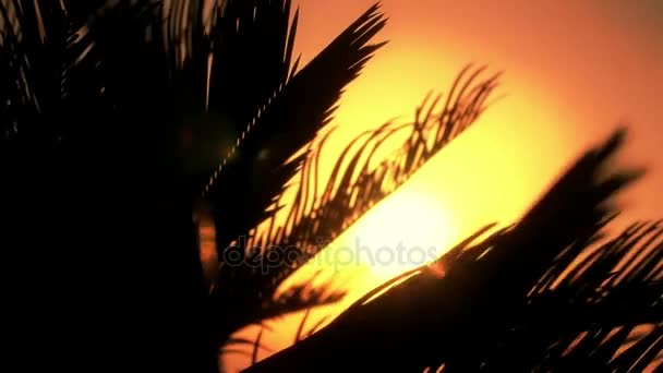 Il sole attraverso le foglie delle palme in una calda ombra, la scena tropicale — Video Stock