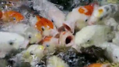 Bir yığın dekoratif çok renkli ibne balık sazan su besleme