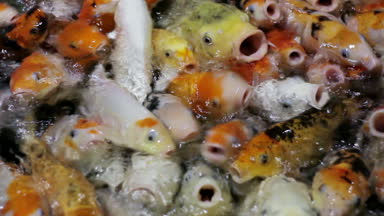 Süslü sazan balık veya renkli Koi balık gölde yemek yeme