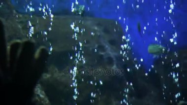 Balık ve pop baloncuklar ile güzel bir sualtı manzara