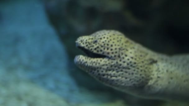Drijvend in het water moray eel passeren de camera close-up — Stockvideo